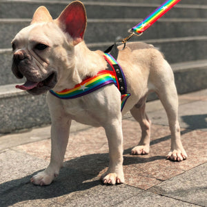 Discover the Rainbow Cool Pet Chain Leash: A Vibrant Choice for Your Furry Friend